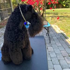 Meet your Posher, Roberto